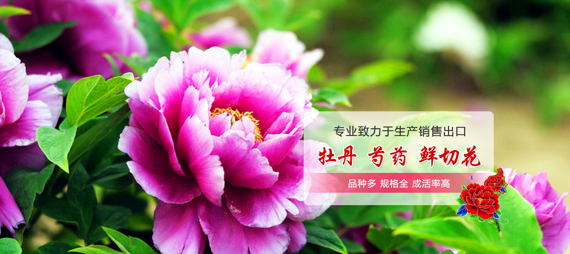 康普
